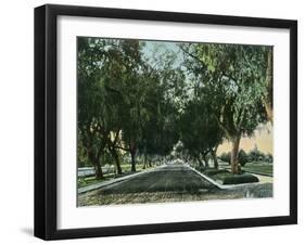 California - View of Pepper Trees Along Road-Lantern Press-Framed Art Print