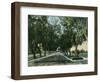 California - View of Pepper Trees Along Road-Lantern Press-Framed Art Print