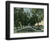 California - View of Pepper Trees Along Road-Lantern Press-Framed Art Print