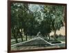 California - View of Pepper Trees Along Road-Lantern Press-Framed Art Print