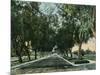 California - View of Pepper Trees Along Road-Lantern Press-Mounted Art Print