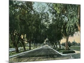 California - View of Pepper Trees Along Road-Lantern Press-Mounted Art Print