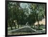 California - View of Pepper Trees Along Road-Lantern Press-Framed Art Print