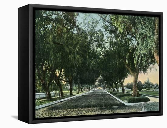 California - View of Pepper Trees Along Road-Lantern Press-Framed Stretched Canvas