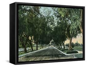 California - View of Pepper Trees Along Road-Lantern Press-Framed Stretched Canvas