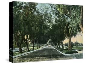 California - View of Pepper Trees Along Road-Lantern Press-Stretched Canvas