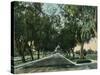 California - View of Pepper Trees Along Road-Lantern Press-Stretched Canvas