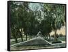 California - View of Pepper Trees Along Road-Lantern Press-Framed Stretched Canvas