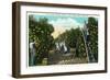 California - View of Workers Picking Oranges in the Orange Belt of Southern California, c.1921-Lantern Press-Framed Art Print