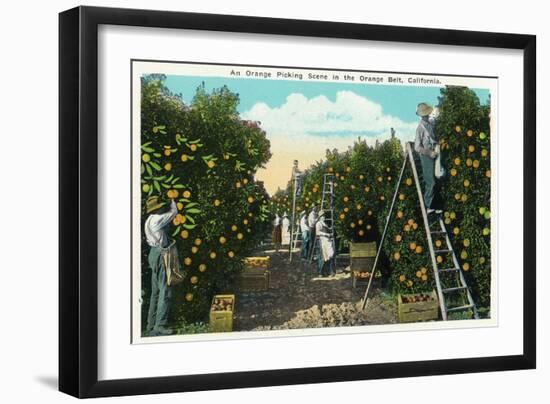 California - View of Workers Picking Oranges in the Orange Belt of Southern California, c.1921-Lantern Press-Framed Art Print