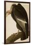 California Vulture-John James Audubon-Framed Art Print