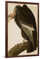 California Vulture-John James Audubon-Framed Art Print