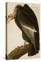 California Vulture-John James Audubon-Stretched Canvas