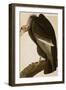 California Vulture-John James Audubon-Framed Art Print