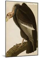 California Vulture-John James Audubon-Mounted Art Print