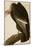 California Vulture-John James Audubon-Mounted Art Print