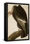 California Vulture-John James Audubon-Framed Stretched Canvas