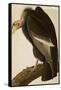 California Vulture-John James Audubon-Framed Stretched Canvas