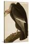 California Vulture-John James Audubon-Stretched Canvas