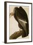 California Vulture-John James Audubon-Framed Art Print