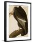 California Vulture-John James Audubon-Framed Art Print