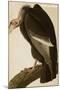 California Vulture-John James Audubon-Mounted Art Print