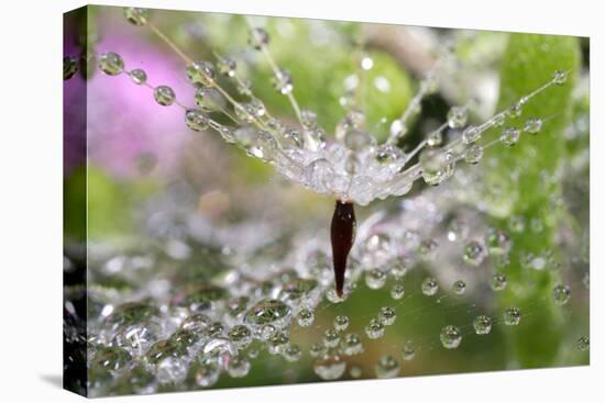 California. Water Droplets on Dandelion and Spider Web-Jaynes Gallery-Stretched Canvas