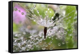 California. Water Droplets on Dandelion and Spider Web-Jaynes Gallery-Framed Stretched Canvas