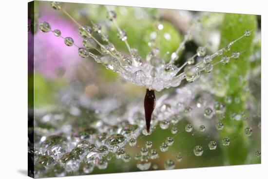 California. Water Droplets on Dandelion and Spider Web-Jaynes Gallery-Stretched Canvas