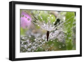 California. Water Droplets on Dandelion and Spider Web-Jaynes Gallery-Framed Photographic Print