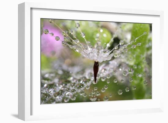 California. Water Droplets on Dandelion and Spider Web-Jaynes Gallery-Framed Photographic Print
