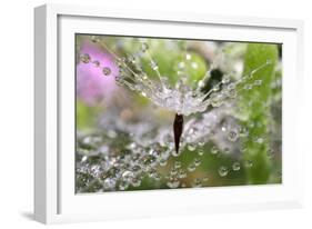 California. Water Droplets on Dandelion and Spider Web-Jaynes Gallery-Framed Photographic Print