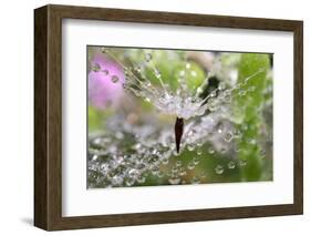 California. Water Droplets on Dandelion and Spider Web-Jaynes Gallery-Framed Photographic Print