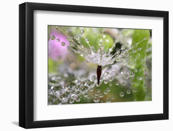 California. Water Droplets on Dandelion and Spider Web-Jaynes Gallery-Framed Photographic Print