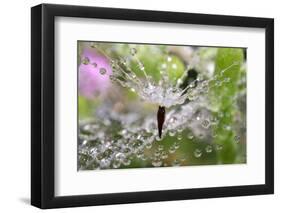 California. Water Droplets on Dandelion and Spider Web-Jaynes Gallery-Framed Photographic Print