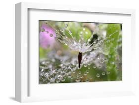 California. Water Droplets on Dandelion and Spider Web-Jaynes Gallery-Framed Photographic Print