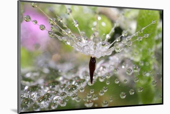 California. Water Droplets on Dandelion and Spider Web-Jaynes Gallery-Mounted Photographic Print