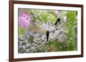 California. Water Droplets on Dandelion and Spider Web-Jaynes Gallery-Framed Photographic Print