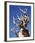 California, White Mountains, Bristlecone Pine in the White Mountains-Christopher Talbot Frank-Framed Photographic Print