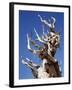 California, White Mountains, Bristlecone Pine in the White Mountains-Christopher Talbot Frank-Framed Photographic Print
