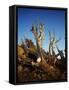 California, White Mountains, Bristlecone Pine in the White Mountains-Christopher Talbot Frank-Framed Stretched Canvas