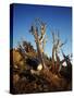 California, White Mountains, Bristlecone Pine in the White Mountains-Christopher Talbot Frank-Stretched Canvas