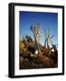 California, White Mountains, Bristlecone Pine in the White Mountains-Christopher Talbot Frank-Framed Photographic Print