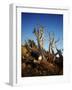 California, White Mountains, Bristlecone Pine in the White Mountains-Christopher Talbot Frank-Framed Photographic Print