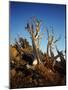 California, White Mountains, Bristlecone Pine in the White Mountains-Christopher Talbot Frank-Mounted Photographic Print