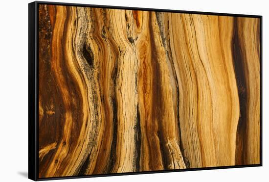 California, White Mountains. Patterns in Bristlecone Pine Wood-Don Paulson-Framed Stretched Canvas