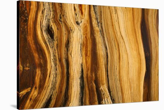 California, White Mountains. Patterns in Bristlecone Pine Wood-Don Paulson-Stretched Canvas