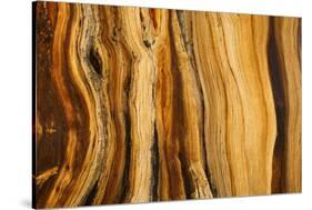 California, White Mountains. Patterns in Bristlecone Pine Wood-Don Paulson-Stretched Canvas