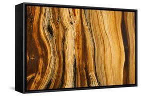 California, White Mountains. Patterns in Bristlecone Pine Wood-Don Paulson-Framed Stretched Canvas