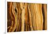 California, White Mountains. Patterns in Bristlecone Pine Wood-Don Paulson-Framed Photographic Print